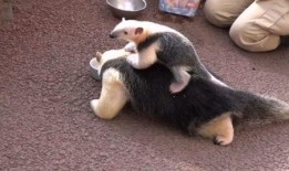 最新进化后动物大爆料,揭秘动物界最新进化奇观